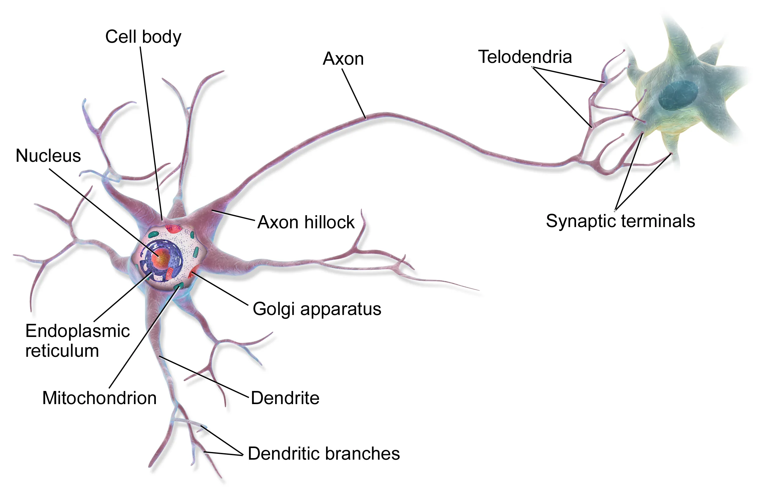 A detailed diagram of a multipolar neuron, showing the dendrites, soma, axon, and terminals.