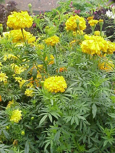 African marigold with large round orange pompon blooms on upright stems.