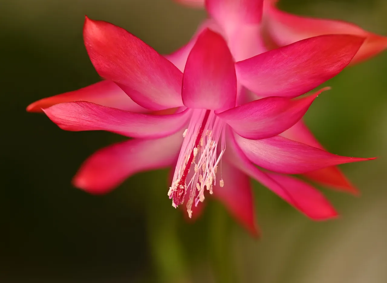 A Christmas cactus with flat segmented stems and magenta flowers at the tips.