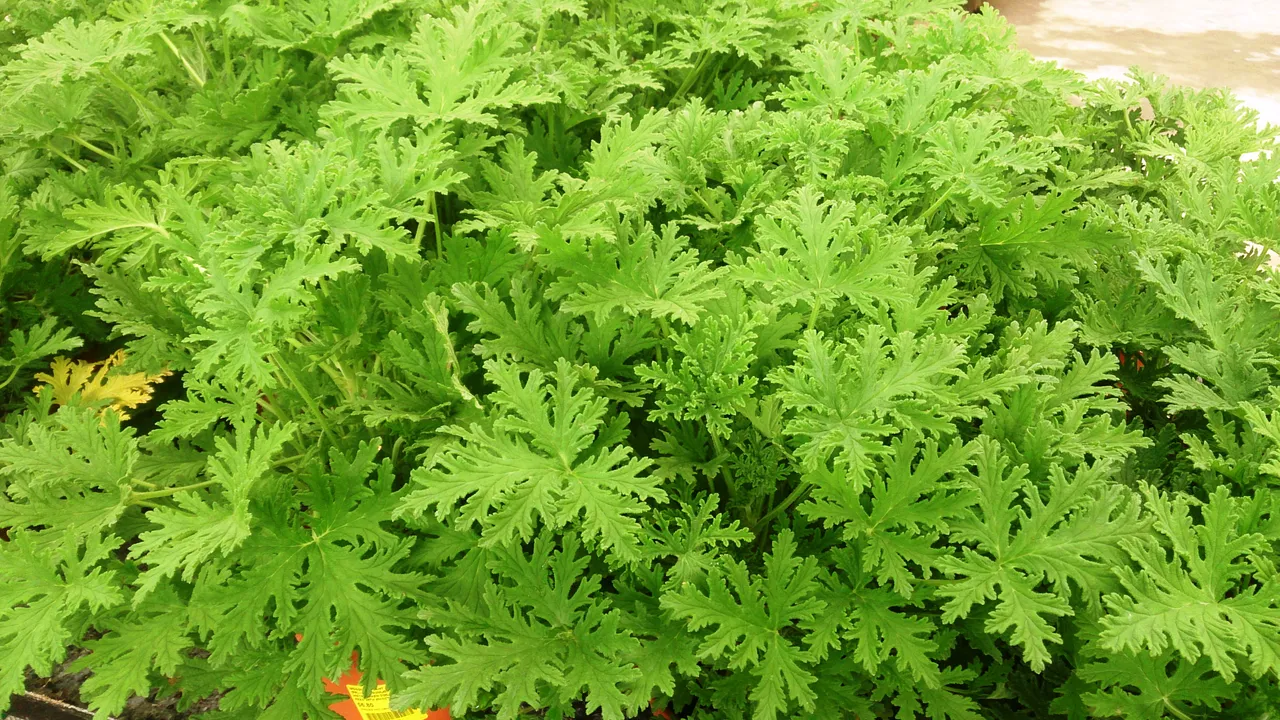 A citronella pelargonium with deeply lobed, fringed green leaves.