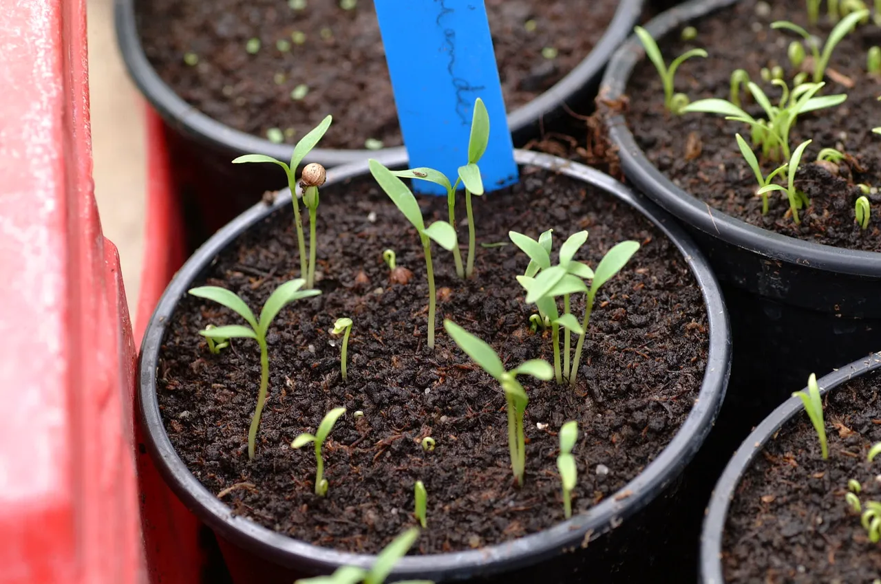 Young coriander plants with lacy green leaves growing in nursery pots.