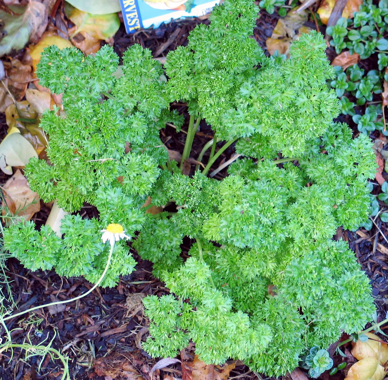 A dense clump of curly parsley with tightly ruffled dark-green leaves.