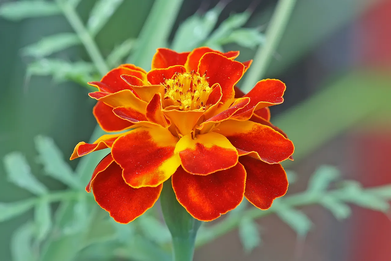 French marigolds with small red-and-orange double blooms on a low bushy plant.
