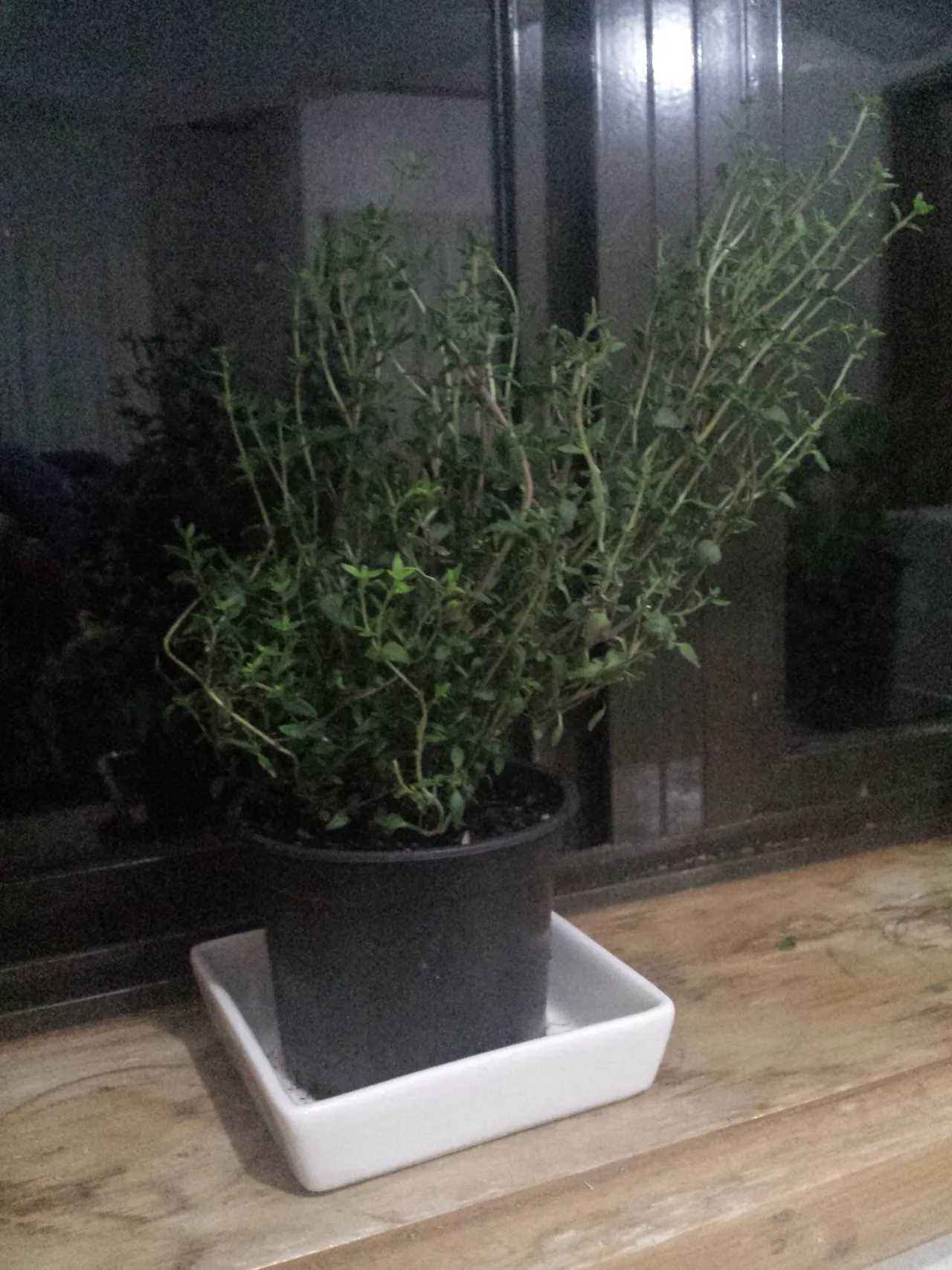 A low, woody thyme plant with many small gray-green leaves.