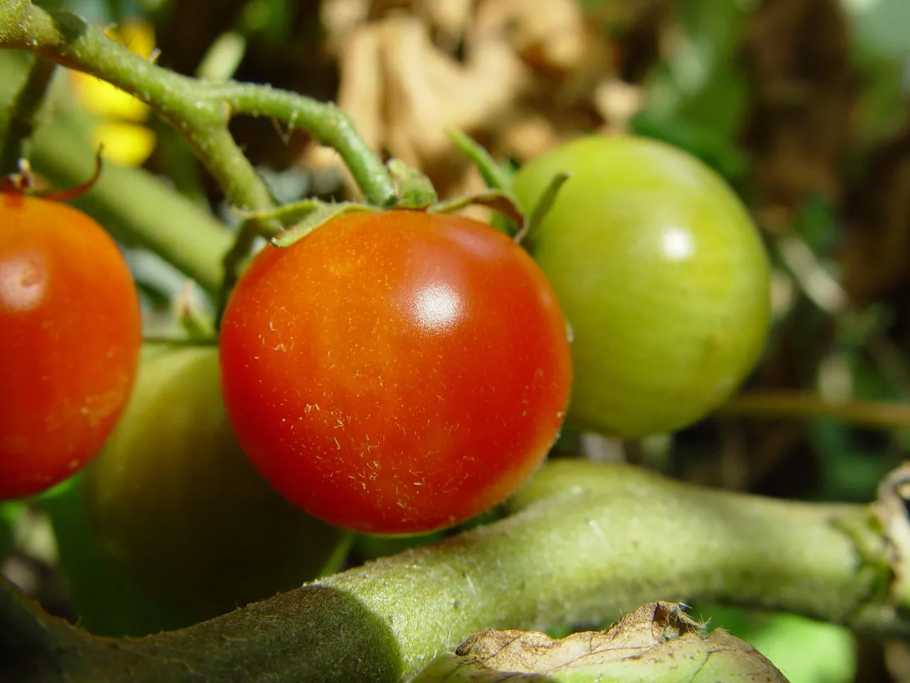 Clusters of small round cherry tomatoes ripening on the vine.