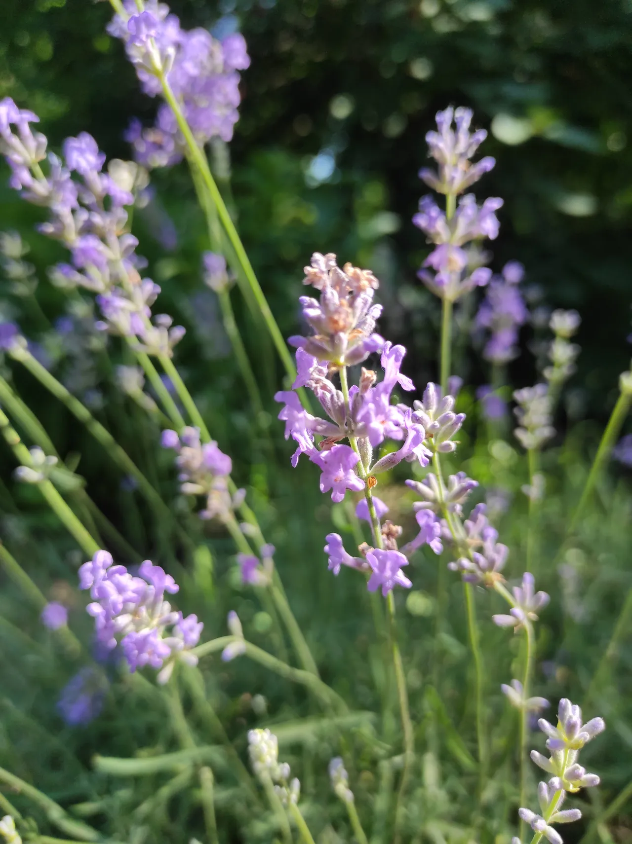 Lavender in bloom, with gray-green foliage and upright violet flower spikes.