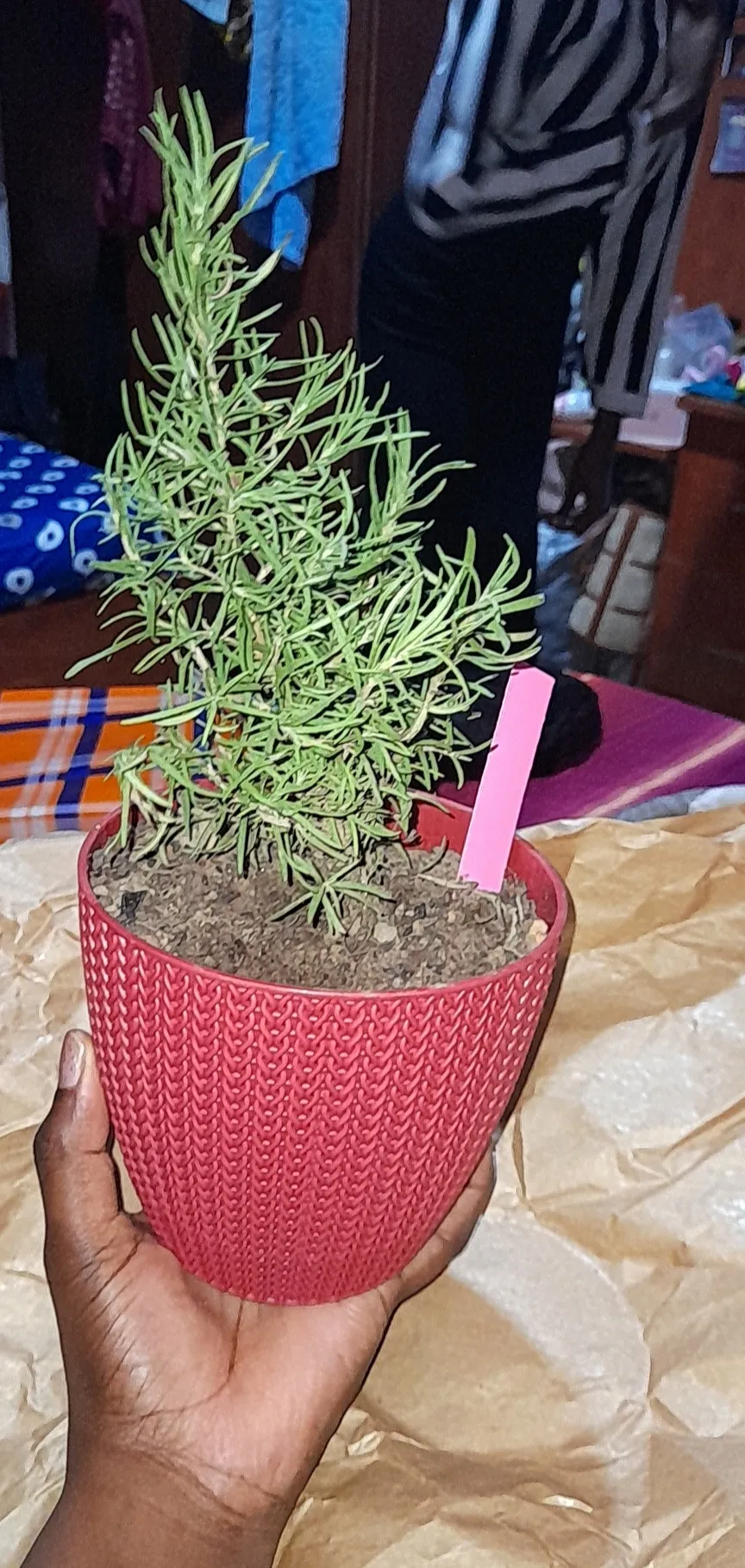 A rosemary plant in a pot, with upright woody stems and needle-like leaves.