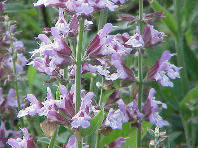 A sage plant with soft, pebbly gray-green leaves.