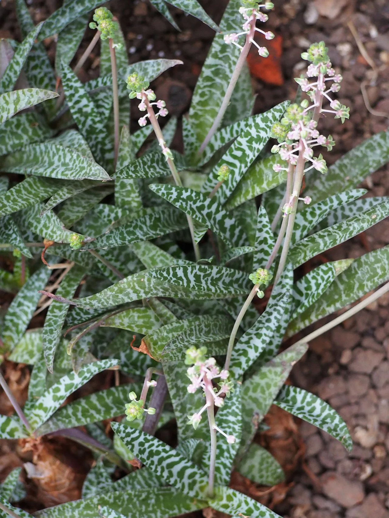 Wood hyacinth with silver leaves spotted dark green, growing from purple bulbs above the soil.