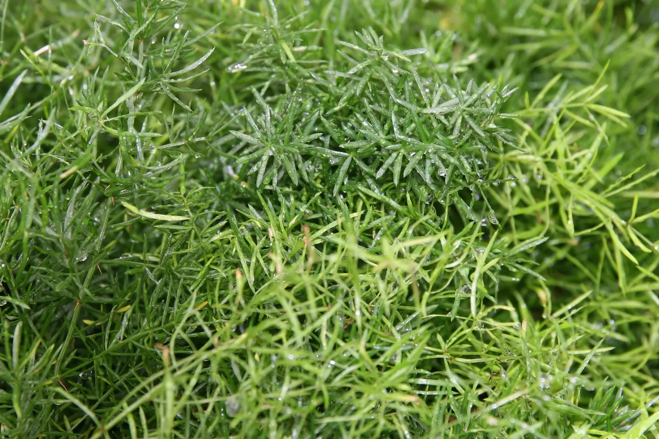 Arching stems of Sprenger's asparagus densely covered in fine needle-like leaves.