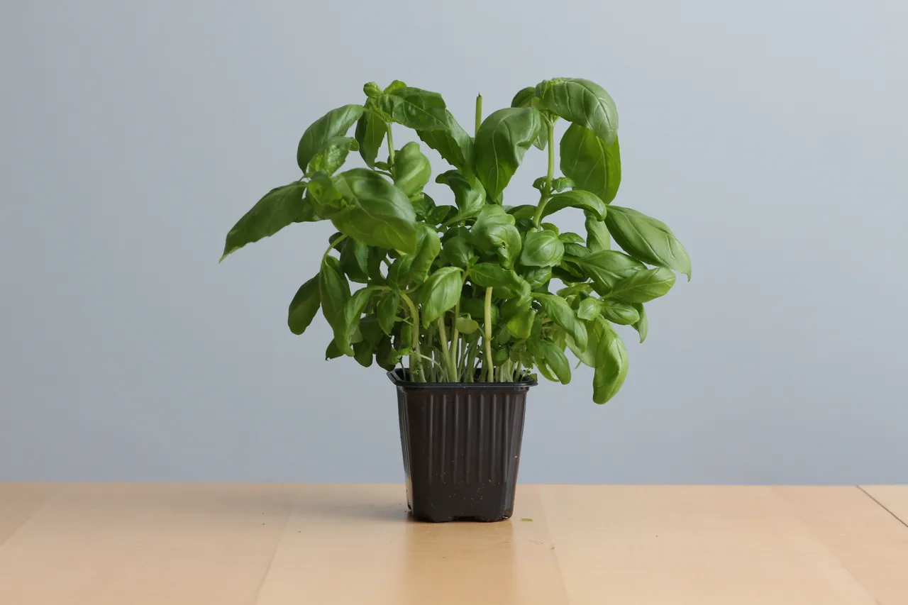 A potted sweet basil plant with broad, glossy green leaves.
