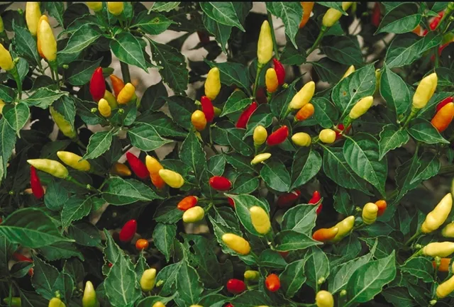 A Tabasco pepper plant with small upright chilis ripening from yellow-green to red.