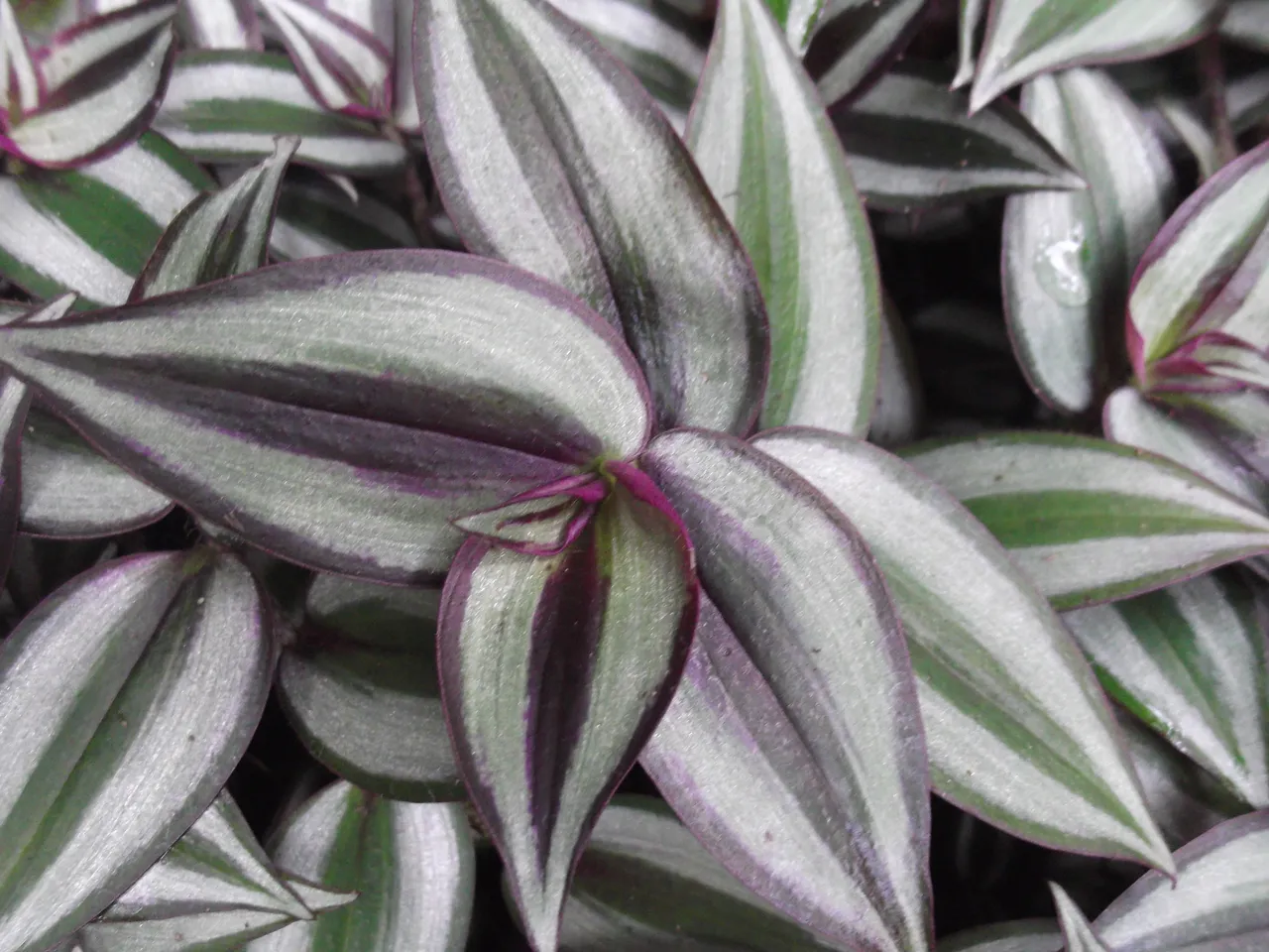 Tradescantia zebrina leaves, purple with pale pink-silver stripes on top and wine-purple underneath.