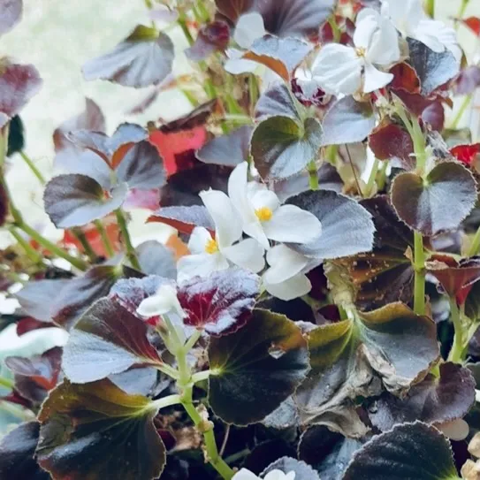 Wax begonia with dark bronze leaves and clusters of white flowers with yellow centers.
